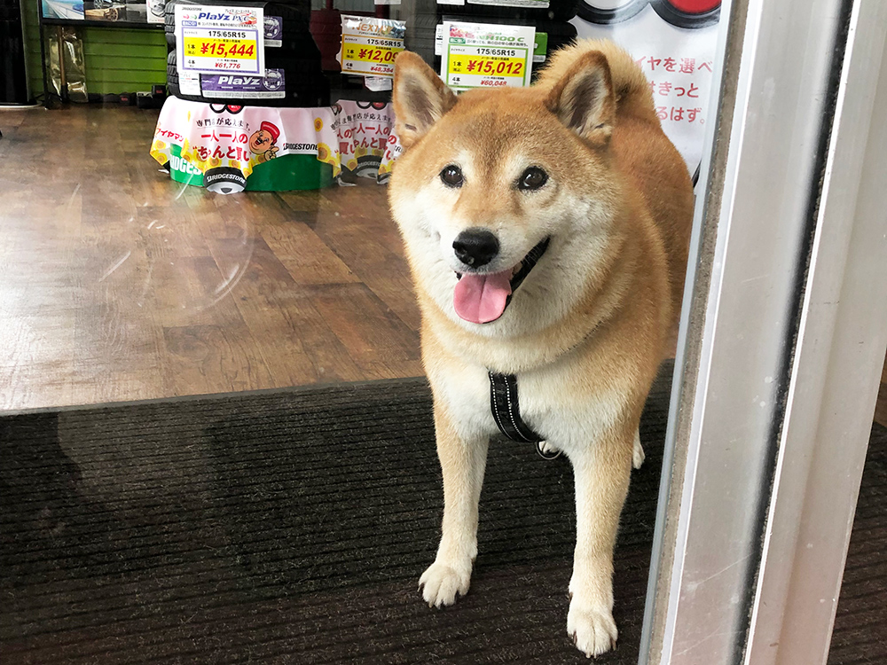 当店の看板犬